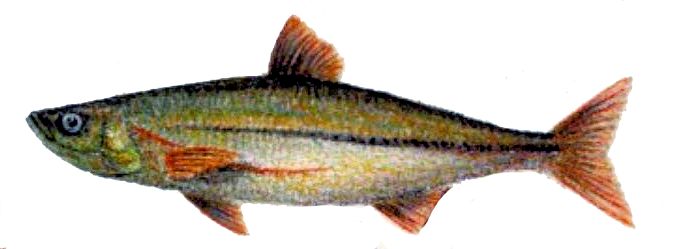 Squalius palaciosi_02.jpg